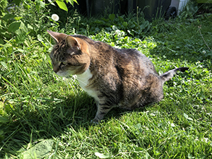 Molly on the front lawn.