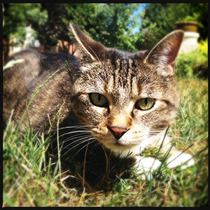 Molly in my mother's backyard.