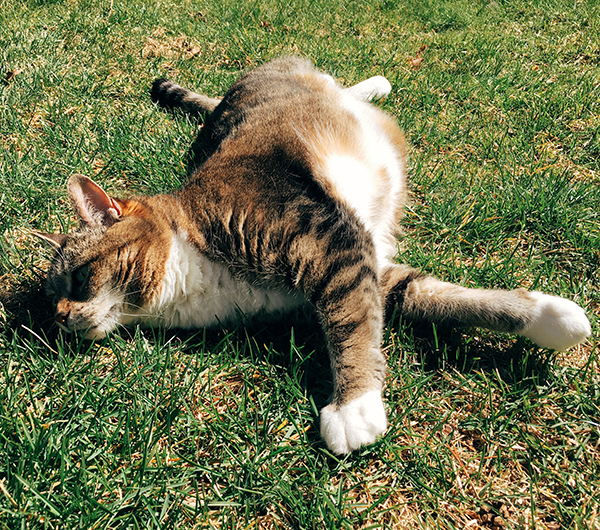 Molly in the grass.