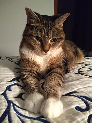 Molly on the bed her last night.