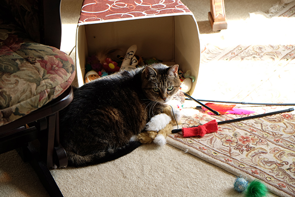 Molly amongst her toys.
